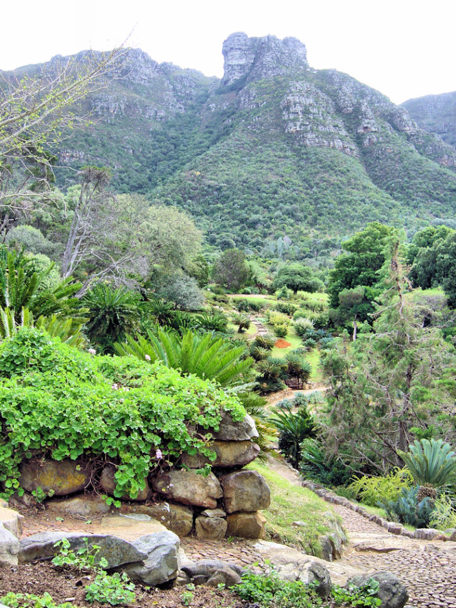 Công viên bách thảo Kirstenbosch, một trong những vườn thực vật nổi tiếng nhất thế giới